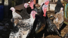 Pojava influence ptica na farmi purana u općini Oriovac