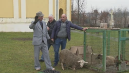 Dražba životinja u Gaju kraj Lipika