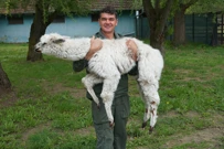 Alpake u osječkom ZOO-u, Foto: ZOO vrt Osijek/-