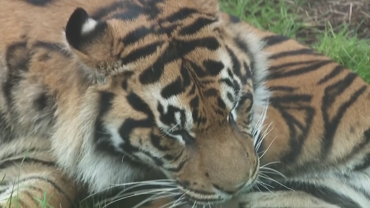 ZOO u Londonu