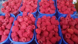 ukusne maline