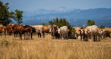 Cattle in Gornje Maovice