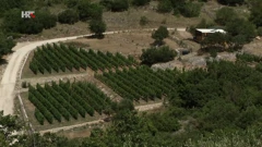 Vinogradi, Foto: HTV/HRT