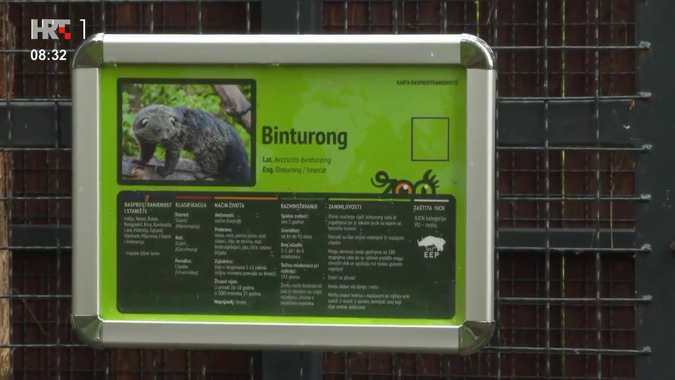 Binturong