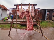 Svinjokolja u S. Mikanovcima, Foto: M.Milas/Radio Osijek