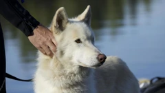 Nedjelja, 3. svibnja na Prvom, Foto: Vuk i lav/film 