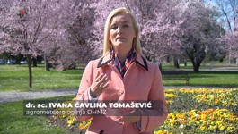 Ivana Čavlina Tomašević