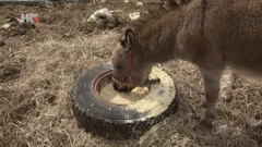 Život pastira, Foto: Regionalni dnevnik/HRT