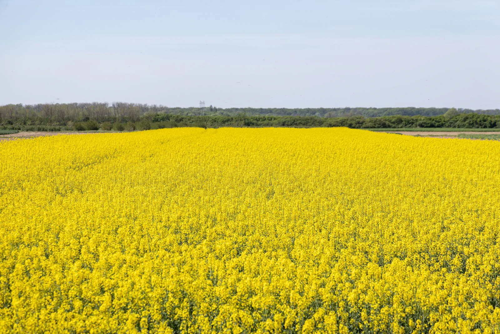 Ratari očekuju bogatu žetvu uljane repice, ali i dobru otkupnu cijenu