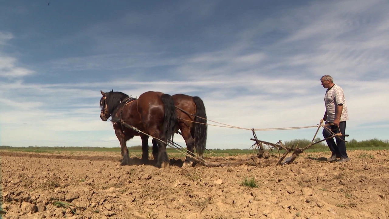 Nedjelja, 22. ožujka na Prvom, Foto: Čovjek i konj/HRT