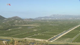 Pogled na plantaže neretvanskih mandarina