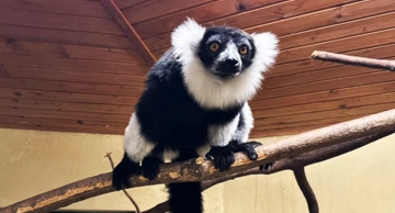 Ženka čupavouhih lemura