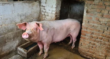 Mjere za suzbijanje afričke svinjske kuge