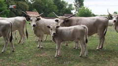 Danas ih je na pašnjacima pestotinjak grla