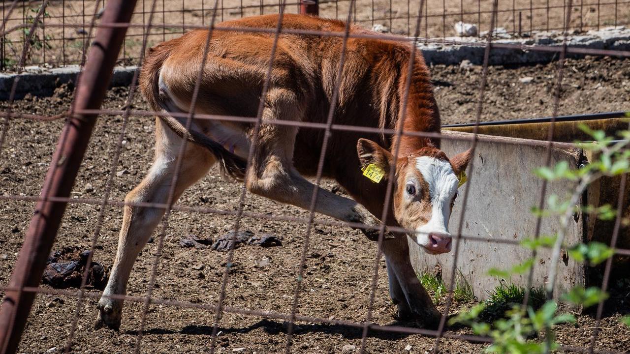 Bedrenica in der Republik Kroatien: Erinnerungen an die letzte große Epidemie 4 pxl 190725 135685138 20250721165237