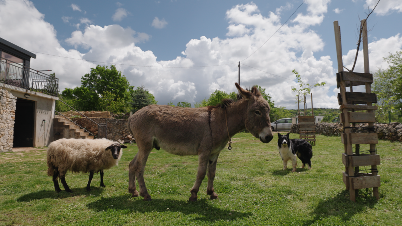 Nedjelja, 15. veljače na Prvom, Foto: Dalmatinska marenda/HRT