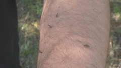 Visok vodostaj Drave i toplije vrijeme raj su za komarce