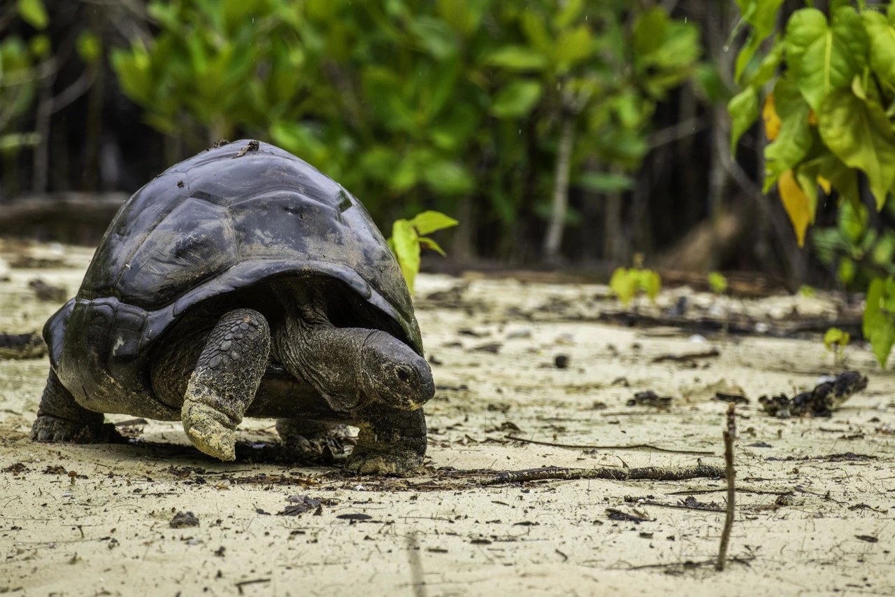 Ponedjeljak, 8. prosinca na Drugom