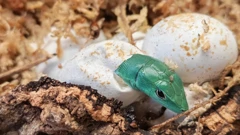 Zelenotrbi gušter, Foto: ZOO Zagreb/ZOO Zagreb