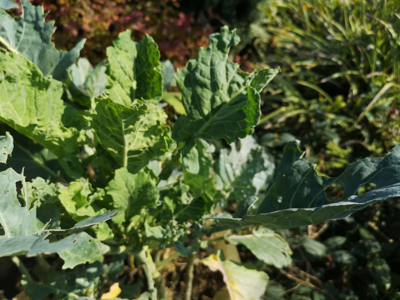 Raštika iz mog vrta