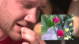 Kušanje najljućih čili papričica