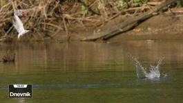 Europska Amazona