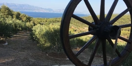 Sutivan, Foto: Pogled na maslinike Vinke i Mice, povratnika u Sutivan (Foto:Tatjana Rau/Glas Hrvatske)/-