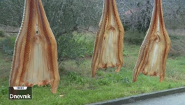 Morski pas - dalmatinski hit