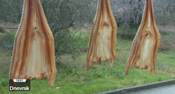 Morski pas - dalmatinski hit