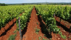 Vinogradi Istra