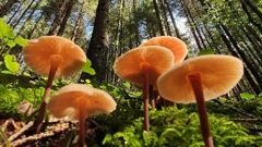 Četvrtak, 12. lipnja na Drugom, Foto: Dobro došli u šumu/dokumentarna serija