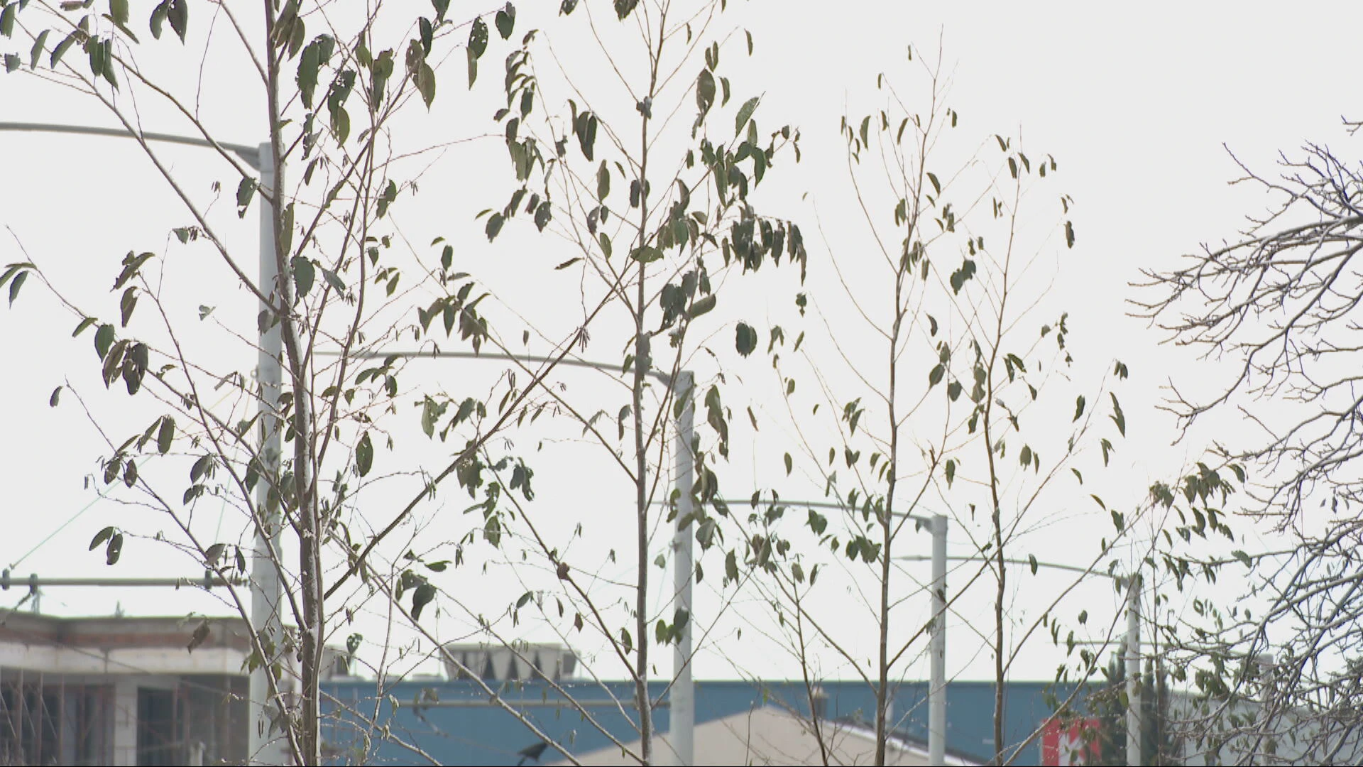 U Osijeku počela sadnja 1.700 stabala vrijednih 700.000 eura