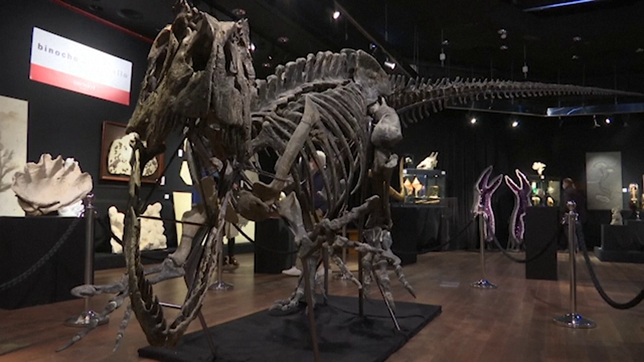Dinosauri
