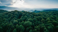 Šuma