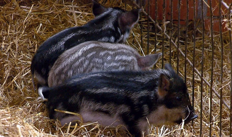 Mađarska Mangalica, franačka Wollschwein