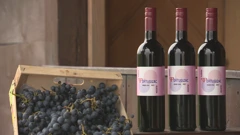 Mlado vino Portugizac