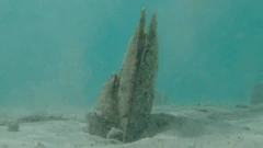 U moru kod Rovinja pronađene dvije odrasle periske