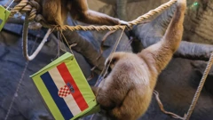 Giboni u zagrebačkom zoološkom vrtu prognozirali pobjednika utakmice 