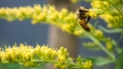 Solidago virgaurea