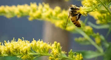 Solidago virgaurea