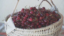 Lovranske trešnje