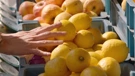 Vitaminska bomba