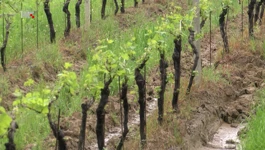 Vinograd
