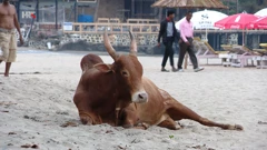 Goa, Foto: HTV/HRT