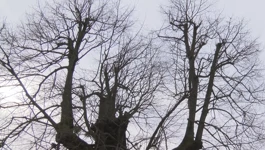 Gupčeva lipa u Gornjoj Stubici