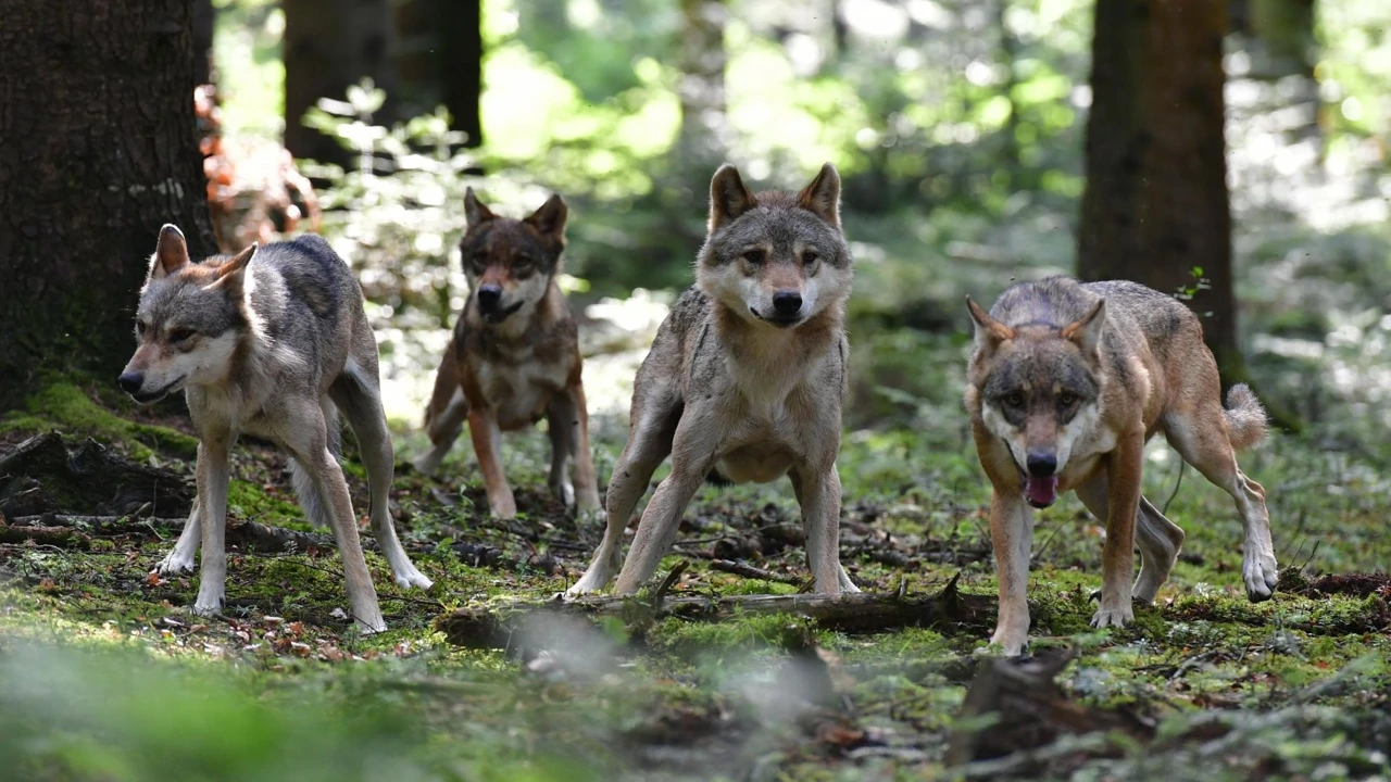 Petak, 15. travnja na Drugom, Foto: Vukova odiseja/dokumentarni film