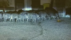 Divlje životinje u potrazi za hranom