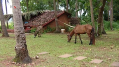 Goa, Foto: HTV/HRT