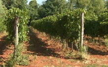 Počela je berba grožđa za pjenušac, Foto: HRT/HTV