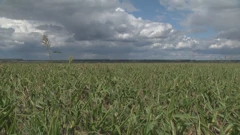 Nakon suše, kiša za zemlju pred sjetvu nije dovoljna, Foto: HTV/HRT
